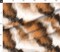 Various Fabrics by the Yard or Fat Quarter Black White Orange Animal Print Fur Calico Cat Hair Watercolor Pencil Large Scale Custom Printed Fabric by Spoonflower